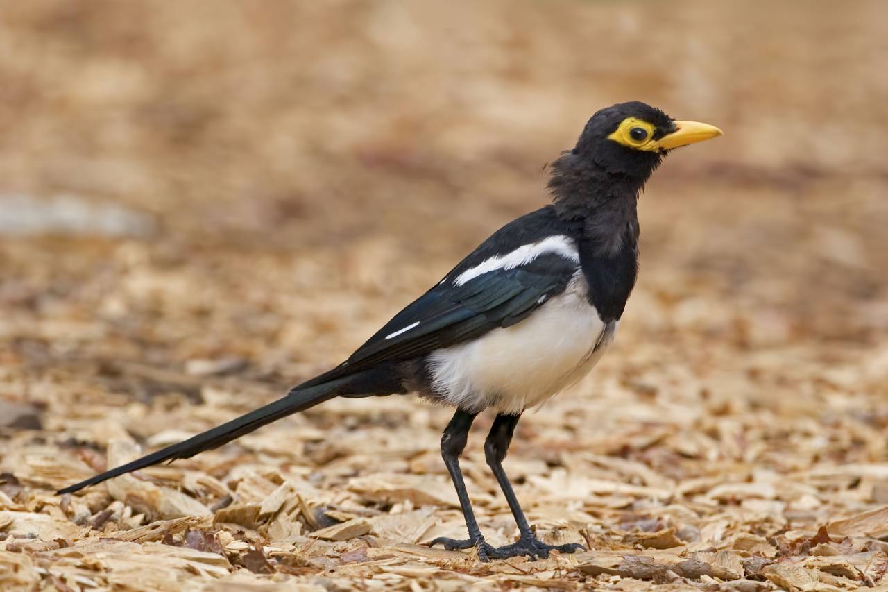 California Central Valley Grasslands One Earth